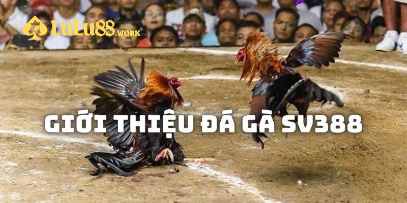 Sảnh SV388: Sân Chơi Lý Tưởng Cho Tín Đồ Yêu Thích Đá Gà