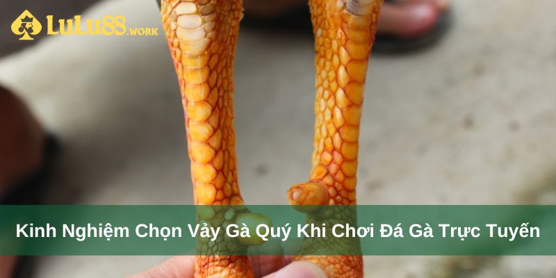 Kinh Nghiệm Chọn Vảy Gà Quý Khi Chơi Đá Gà Trực Tuyến