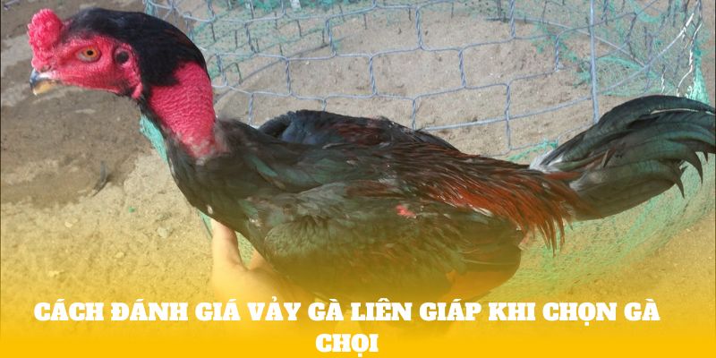 Cách đánh giá vảy gà liên giáp khi chọn gà chọi