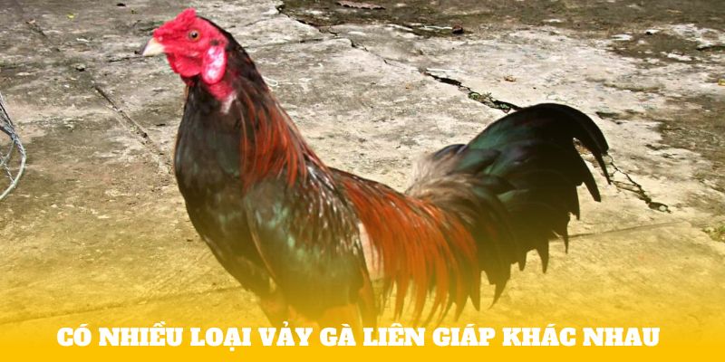 Có nhiều loại vảy gà liên giáp khác nhau