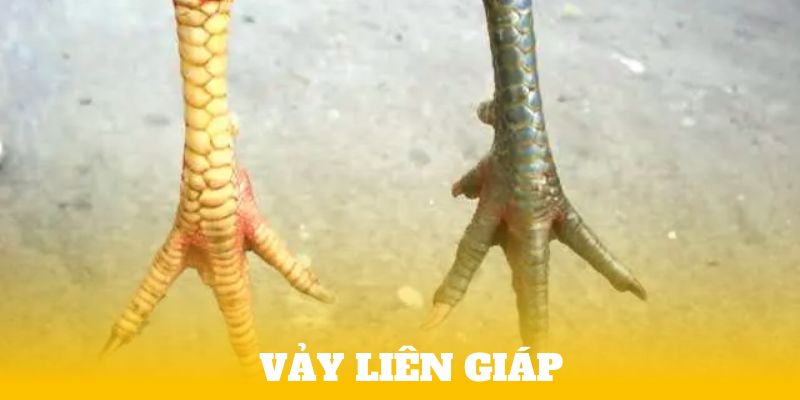 Vảy Gà Liên Giáp ở Gà - Bí Quyết Lựa Chọn Chiến Kê Mạnh Mẽ