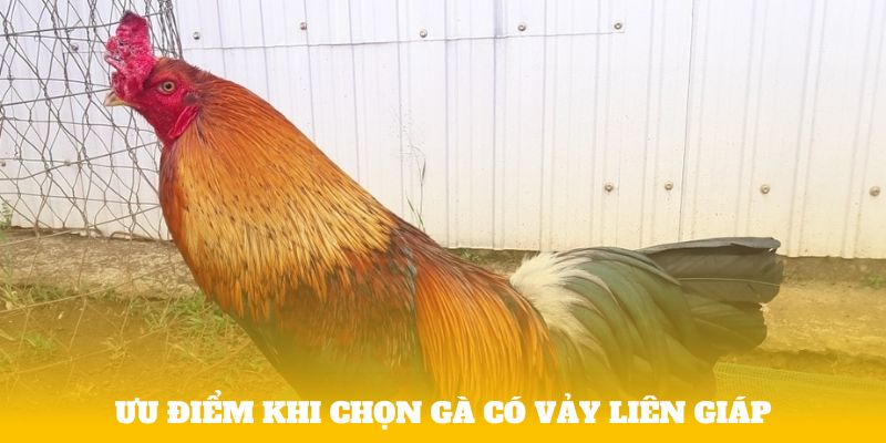 Ưu điểm khi chọn gà có vảy liên giáp